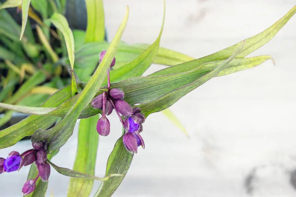 Ohio Spiderwort Tradescantia Ohiensis Semak Bunga Kebun — Stok Foto