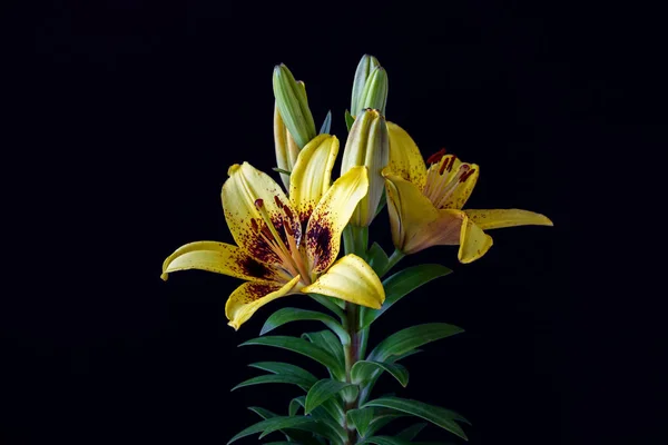 Żółta Asiatic Kwiat Lilia Roślina Czarnym Tle — Zdjęcie stockowe