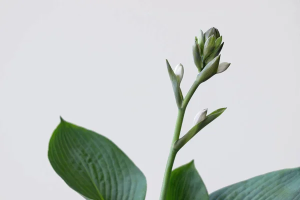 Φυτό Funkia Sina Hosta Sieboldiana Λουλούδι Λευκό Φόντο — Φωτογραφία Αρχείου