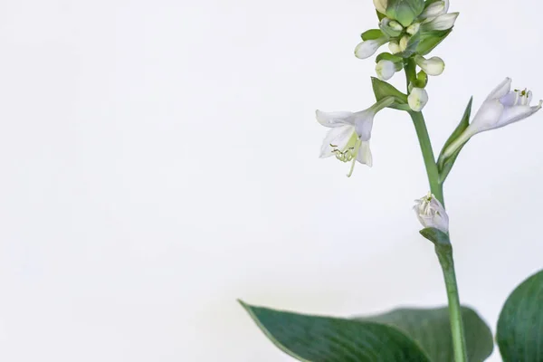 Funkia Sina Hosta Sieboldiana Tanaman Dengan Bunga Pada Latar Belakang — Stok Foto