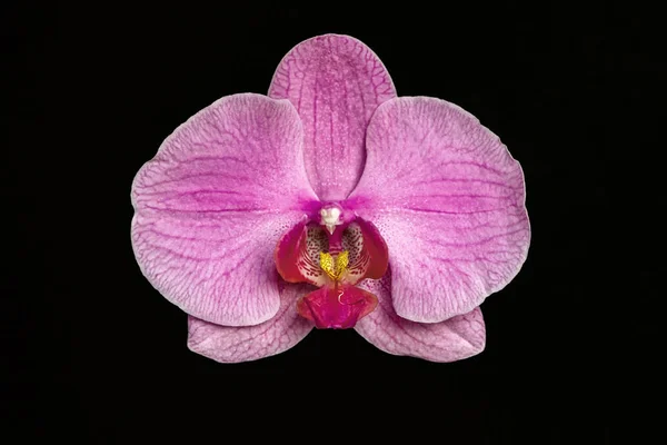 Primer Plano Una Flor Rosa Orquídea Sobre Fondo Negro —  Fotos de Stock