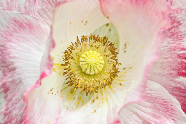 Close up of blooming pink poppy flower with yellow stamen