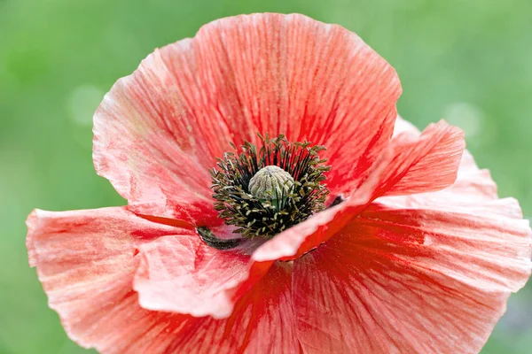 Κοντά Στο Ανθισμένο Κόκκινο Λουλούδι Παπαρούνας Στον Κήπο — Φωτογραφία Αρχείου