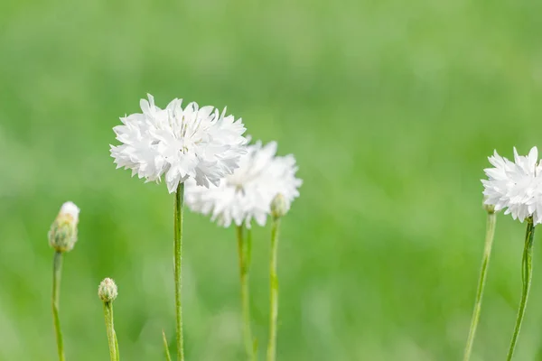 Ανθοφορία Των Λευκών Λουλουδιών Σενούρεα Κυανός Στον Κήπο — Φωτογραφία Αρχείου