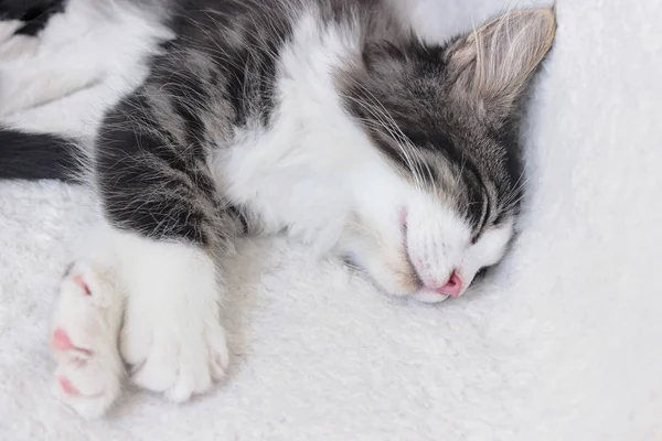 Close Van Noorse Bos Kitten Slapen Witte Deken — Stockfoto