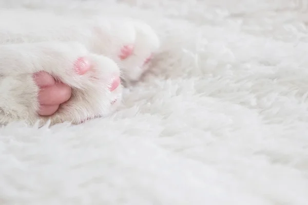 Крупный План Лапы Розового Котенка Белом Одеяле — стоковое фото
