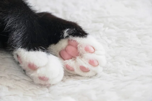 close up of pink kitten cat paw on white blanket