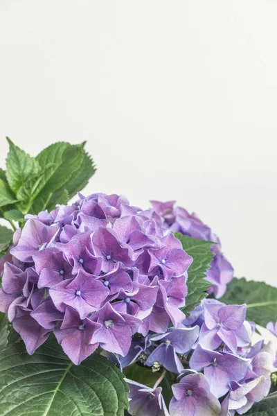 beyaz arka plan ile mor ortanca çiçek çiçeği