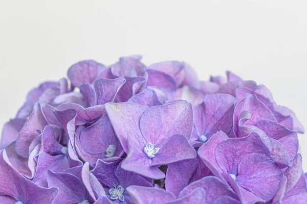 Paarse Hortensia Bloem Bloesem Met Witte Achtergrond — Stockfoto