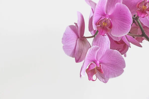 Roze Orchidee Bloem Bloesem Met Witte Achtergrond — Stockfoto