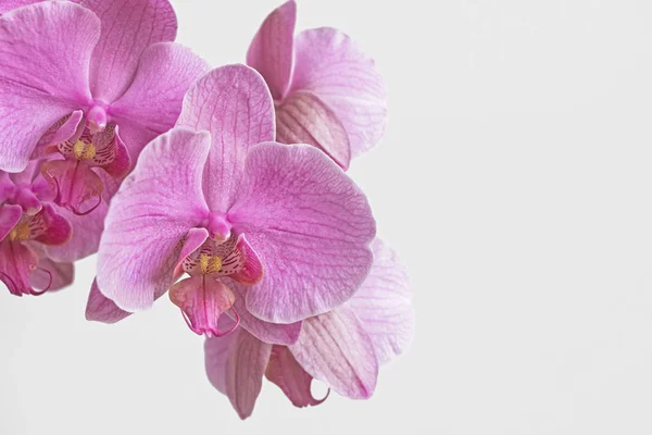 Roze Orchidee Bloem Bloesem Met Witte Achtergrond — Stockfoto