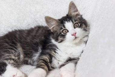 beyaz battaniye üzerinde Norveç orman kedisi kedi yakın