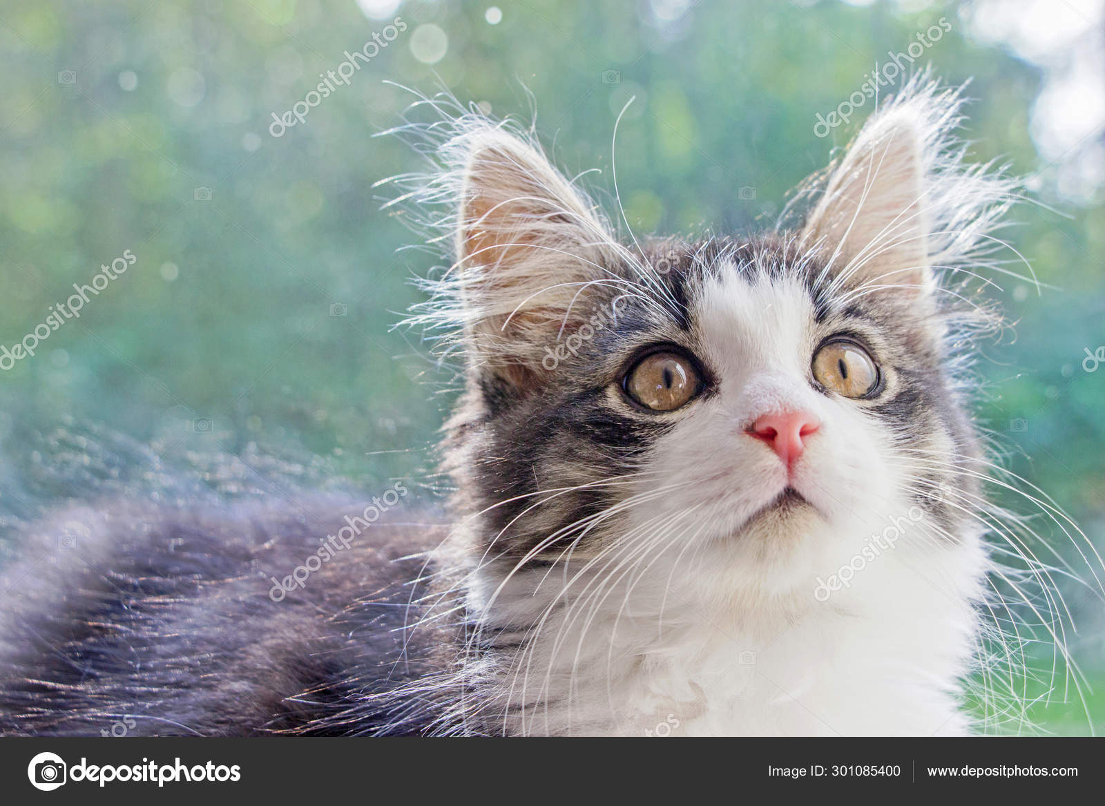 Close Norwegian Forest Cat Kitten Window — Stock Photo © ccelia7280  #301085400, image size:1600x1167