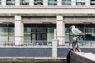 Canary Wharf 'ta modern binaları olan bir teknede duran bir martı. 