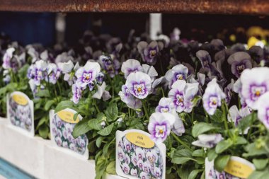 Londra 'daki Kolombiya yolundaki çiçek pazarındaki saksılarda üç renkli Viola bitkisi.