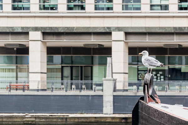 a seagull standing on boat with modern buildings in Canary Wharf 