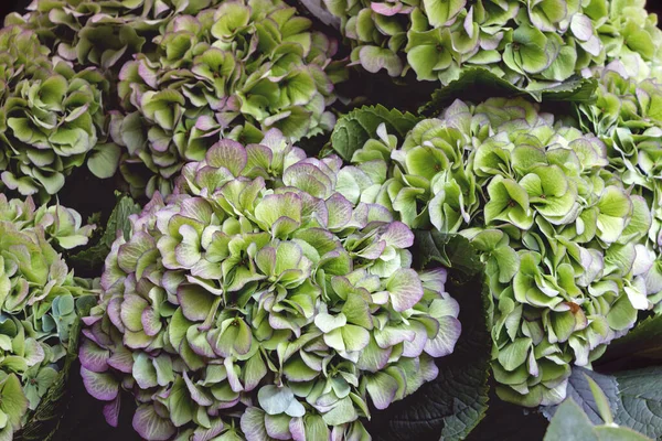 Tutup Dari Bunga Hijau Segar Hydrangea Bunches — Stok Foto