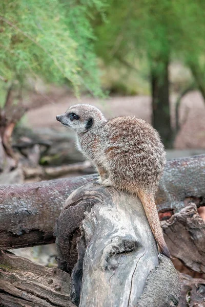 Primer Plano Una Suricata Tronco Del Árbol — Foto de Stock