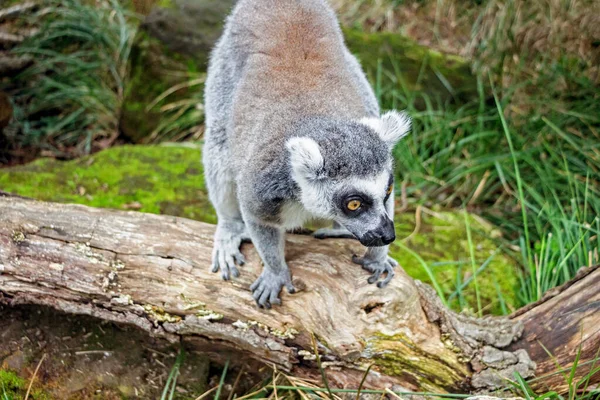 Nahaufnahme Eines Lemurs Grüner Natur — Stockfoto