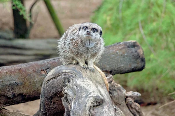 Primer Plano Una Suricata Tronco Del Árbol — Foto de Stock