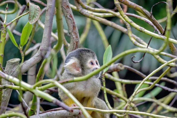 Closeup Common Squirrel Monkey Green Nature — Stock Photo, Image