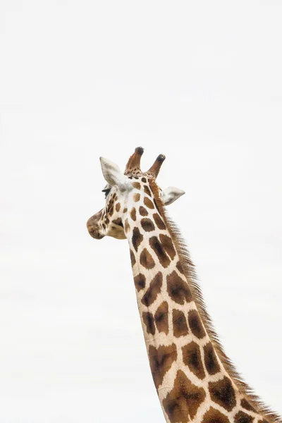 Gros Plan Girafe Avec Fond Blanc — Photo