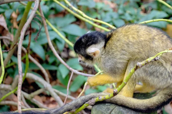 Primer Plano Mono Ardilla Común Naturaleza Verde — Foto de Stock