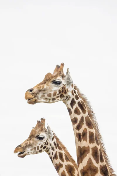 Close Giraffe White Background — Φωτογραφία Αρχείου