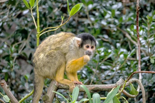 Closeup Common Squirrel Monkey Green Nature — Stock Photo, Image