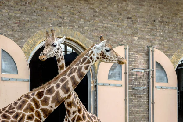 Zárd Gyönyörű Zsiráfot Londoni Állatkertben — Stock Fotó