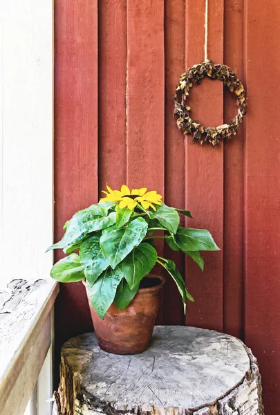 Tournesol Pot Jardin Avec Mur Bois Rouge — Photo