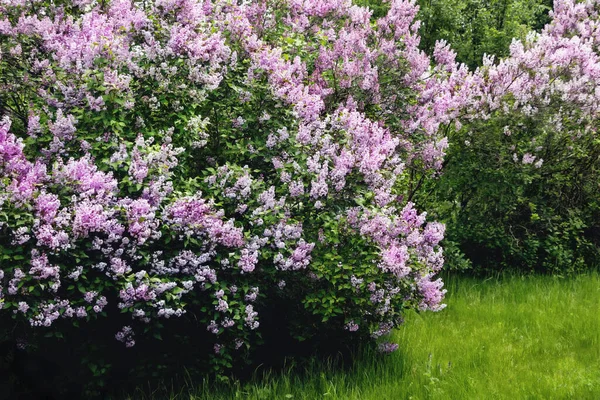 Kwitnący Różowy Purpurowy Liliowy Kwiat Krzew Ogrodzie — Zdjęcie stockowe