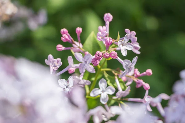 Blühender Rosa Lila Fliederbusch Garten — Stockfoto