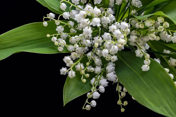 Lily Valley Flower Bouquet Black Background — Stock Photo, Image