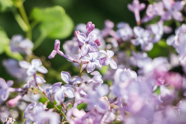 Kwitnący Różowy Purpurowy Liliowy Kwiat Krzew Ogrodzie — Zdjęcie stockowe