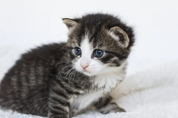 Primer Plano Tigre Rayas Recién Nacido Pequeño Tabby Gatito — Foto de Stock