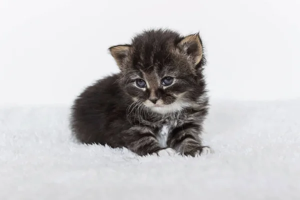 Close Black Nose Tiger Striped Small Tabby Kitten — Stock Photo, Image