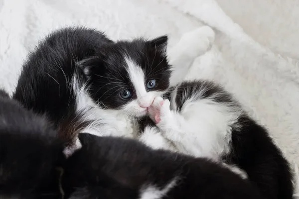 Anne Kediyle Yatan Küçük Smokin Kedisine Yakın Dur — Stok fotoğraf