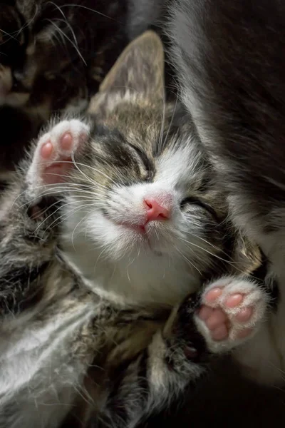 Close Van Schattig Tabby Kitten Slapen Tapijt — Stockfoto