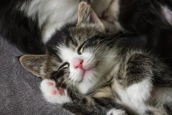 Close Van Schattig Tabby Kitten Slapen Tapijt — Stockfoto