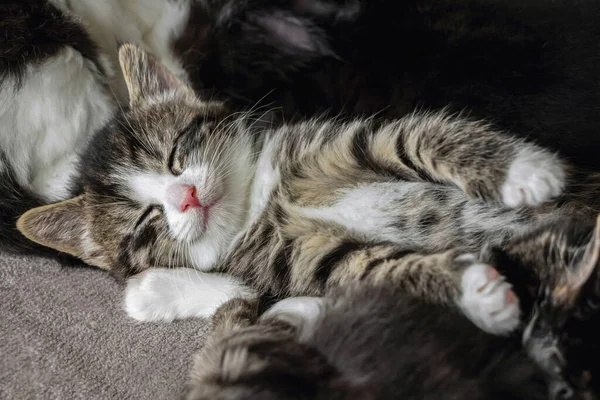 Close Van Schattig Tabby Kitten Slapen Tapijt — Stockfoto