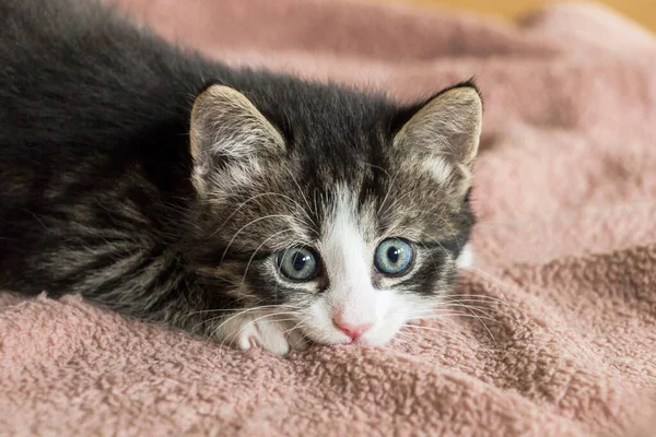 Primo Piano Del Simpatico Gattino Tabby Che Gioca Sul Tappeto — Foto Stock