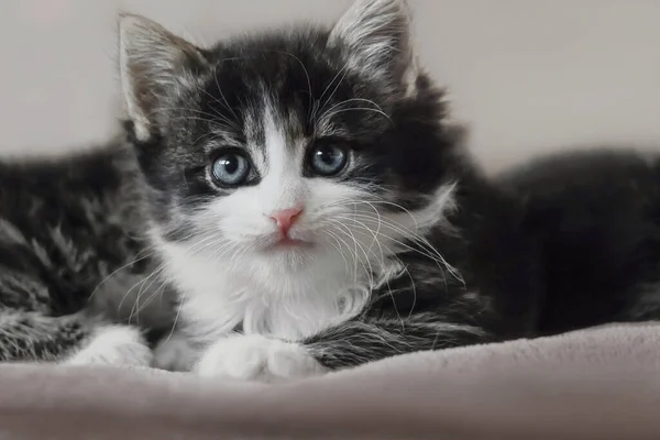 Närbild Långt Hår Norsk Skogkatt Kattunge — Stockfoto