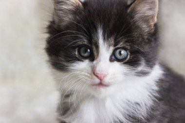 Uzun saçlı Norveç orman kedisi kedi yavrusu.