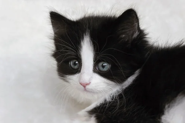 Primer Plano Pelo Largo Esmoquin Noruego Bosque Gato Gatito — Foto de Stock