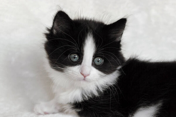 close up of a long hair tuxedo Norwegian forest cat kitten
