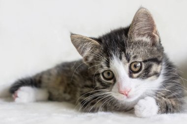 Bir kaplan desenli tekir kediyi beyaz battaniyeye sarın. 