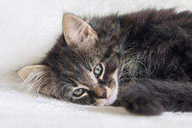 Uzun saçlı Norveç orman kedisi kedi yavrusunu beyaz battaniyeye sarın.