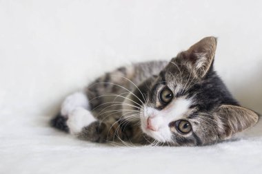 Bir kaplan desenli tekir kediyi beyaz battaniyeye sarın. 