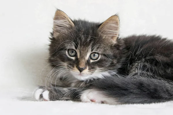 Primo Piano Gattino Gatto Foresta Norvegese Capelli Lunghi Coperta Bianca — Foto Stock